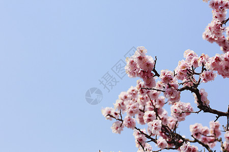 UME 日本羽花花瓣白色旅行天空蓝色粉色植物群公园庆典樱花图片