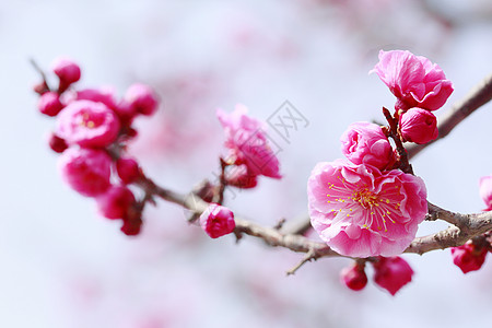 UME 日本羽花花瓣旅行蓝色白色公园梅花植物群粉色天空庆典图片