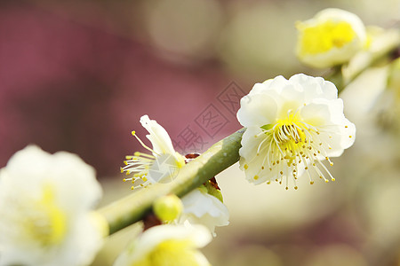 UME 日本羽花梅花天空植物群樱花庆典蓝色公园粉色白色旅行图片