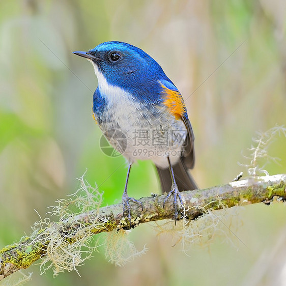 喜马拉雅男性衬套鸟类蓝尾荒野橙子野生动物动物红鱼蓝色白色图片