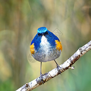 喜马拉雅男性白色红鱼野生动物动物鸟类蓝尾衬套蓝色荒野橙子图片