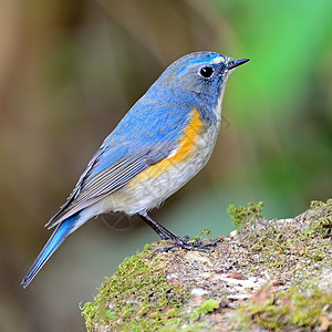 蓝尾Bluetail热带荒野男性红色白色蓝天鹅蓝色鸟类动物野生动物图片