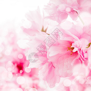 孤立的萨库拉艺术婚礼脆弱性背景压痛樱花叶子繁荣花瓣植物学图片
