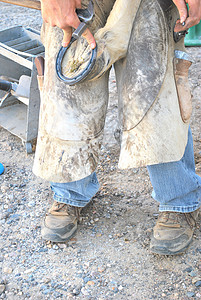 男性更远职业工作马蹄铁工具马蹄劳动哺乳动物铁匠手工动物图片