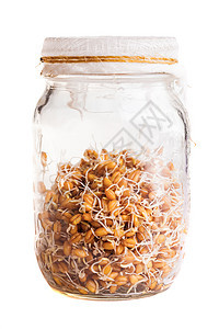 在玻璃罐中生长的 weat种子图片