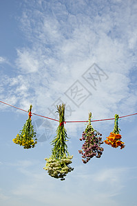 将鲜药草花挂在绳子上图片