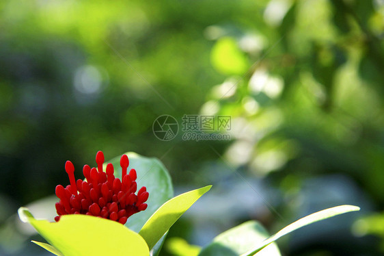 花朵在灌木丛的树枝上开花季节花瓣粉色衬套宏观叶子公园花园植物群植物学图片