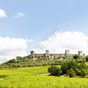 托斯卡纳酒庄园绿色村庄酒厂酒庄葡萄园场地水果植物风景农村图片