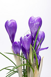一些紫罗兰花花 孤立在白色背景上宏观植物季节性花朵绿色叶子花瓣树叶紫色季节图片