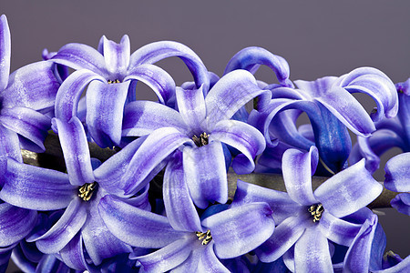 以灰色背景隔离的紫色Hyacinth花朵     特写图片