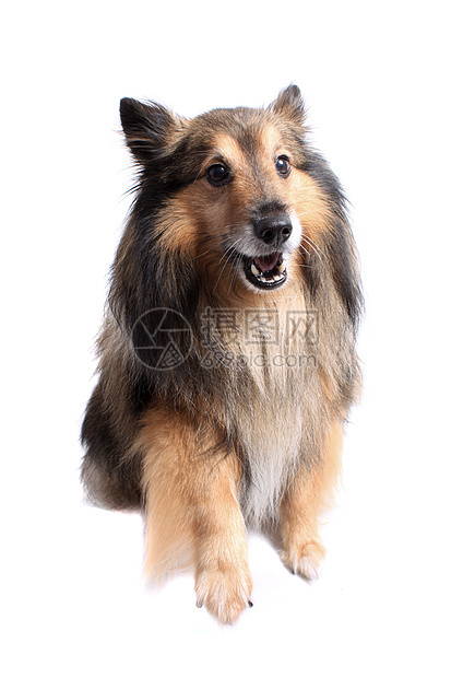 Sheltie狗伸出爪子图片