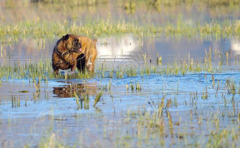 拳战狗在水中玩哺乳动物动物游泳洗澡宠物蓝色绿色棕色池塘斑点图片