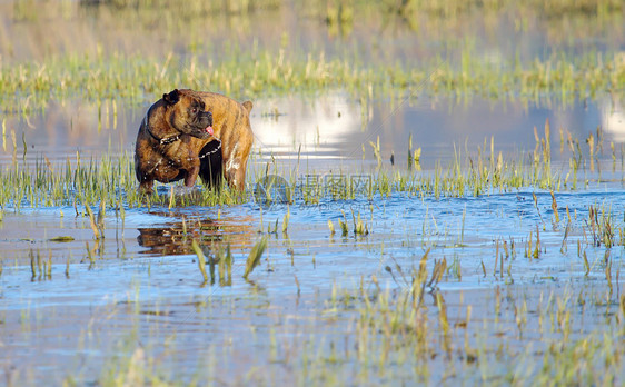 拳战狗在水中玩哺乳动物动物游泳洗澡宠物蓝色绿色棕色池塘斑点图片