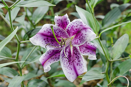 紫紫百合绿色叶子紫色植物白色植物群香味植物学花束粉色图片