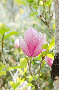 粉色阿扎莱亚植物学植物季节白色花瓣叶子植物群图片