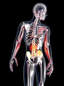 解剖学  胃器官插图尿液药品腹部癌症疼痛科学图表身体图片