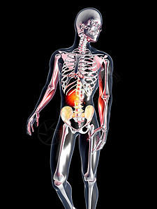 解剖学  胃x光尿液疼痛蓝色科学躯干冒号腹部图表胆囊图片