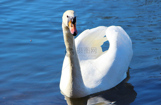 静音天鹅动物群游泳富豪野生动物白色水禽动物图片