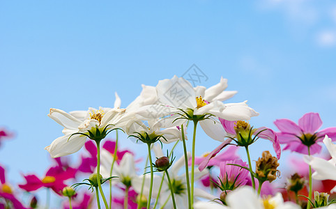 开花院子红色场地白色花朵植物粉色环境农村宇宙图片