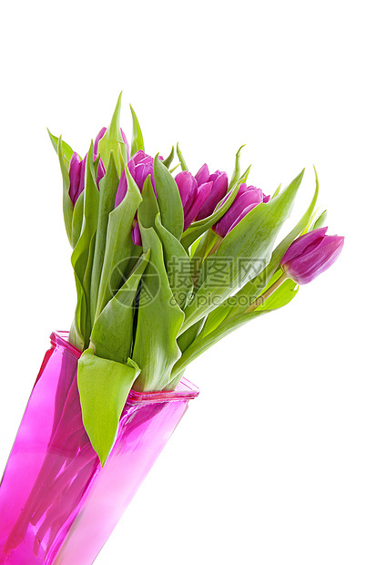 花瓶中的粉色荷兰郁金香紫色花束树叶灯泡花朵绿色图片