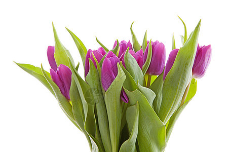 粉红的荷兰郁金香绿色灯泡花束花朵花瓶紫色粉色树叶图片
