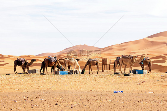 来自摩洛哥的沙漠中的骆驼图片