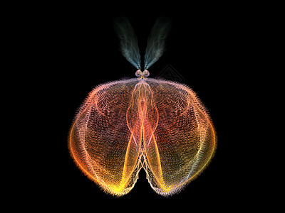 进化蝴蝶数学想像力渲染元素触角科学昆虫学几何学昆虫花园图片