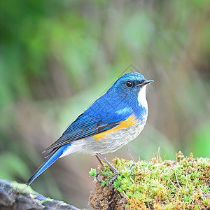 喜马拉雅男性蓝色鸟类橙子衬套野生动物动物荒野红鱼白色蓝尾图片