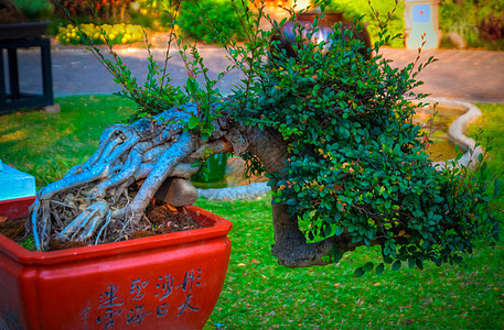 泰国房子艺术花园叶子盆栽矮人植物学树干山毛榉图片