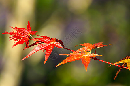 三个红色树叶背景图片