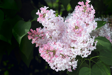 粉粉花季节植物群绿色紫色花园叶子粉色植物衬套图片