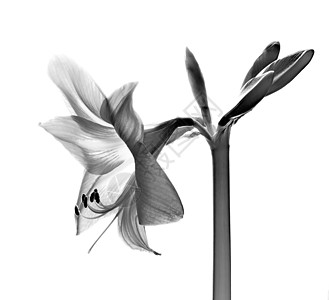 黑白的阿玛丽丝花朵植物群花粉黑色花瓣生长植物学宏观花园灯泡植物图片