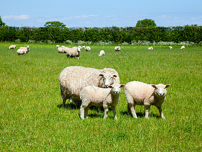 羔羊绿色牧场农村草地农业家畜畜牧业场景母羊白色图片