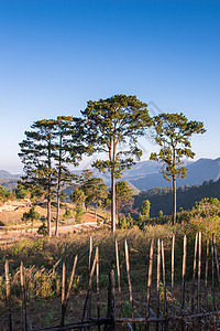 观点 清迈 泰国橙子旅游森林街道阴霾高地顶峰天空爬坡风景图片