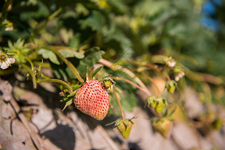 草莓花园位于山爬坡水果山脉岩石草本植物森林工作太阳文化农场图片