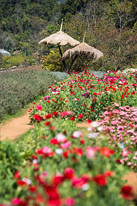 泰国清迈山景象季节旅行薄雾森林土井公园荒野天空爬坡旅游图片