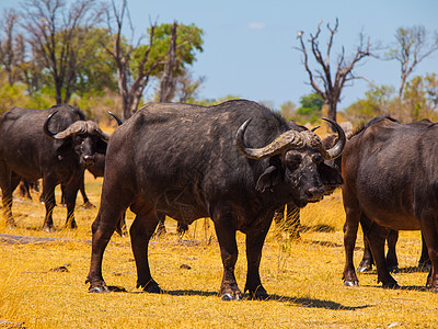 水牛群力量动物手表水牛荒野哺乳动物食草警报国家喇叭图片