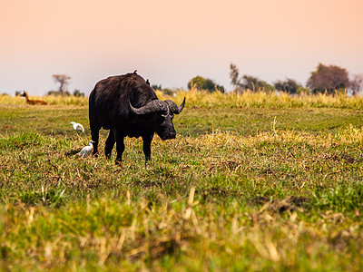 大黑水牛环境力量荒野野生动物国家危险男性动物哺乳动物喇叭图片