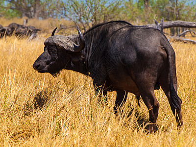大黑水牛警报水牛手表食肉身体国家荒野食草哺乳动物男性图片