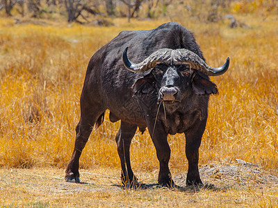 大黑水牛环境公园身体食草手表水牛动物荒野喇叭危险图片
