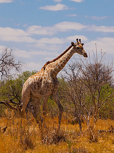 热带草原的吉拉菲脖子马拉旅游荒野大草原草地衬套动物野生动物马赛图片