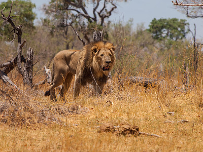 狮子的步行公园痕迹幼兽捕食者环境情调冒险危险食肉濒危图片