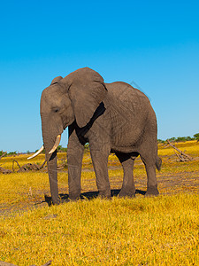 大象耳朵晴天象牙野生动物哺乳动物动物游戏动物园男性力量图片