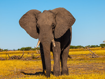 大象荒野环境皮肤危险动物男性哺乳动物公园耳朵晴天图片