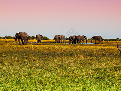 大象牧群戏剧性天空游戏沼泽象牙动物树干荒野哺乳动物家庭图片