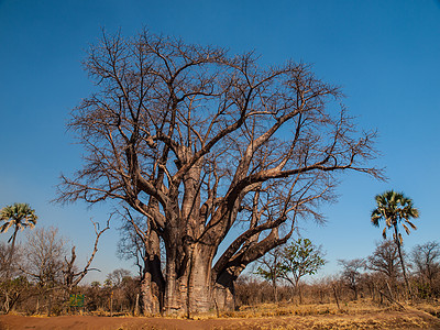 大babobab树木头热带晴天异国情调旅游植物群荒野国家太阳图片