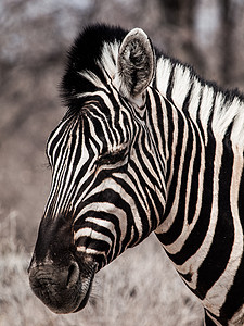 黑白相间的斑马肖像野生动物公园冒险毛皮条纹动物游戏荒野眼睛国家图片