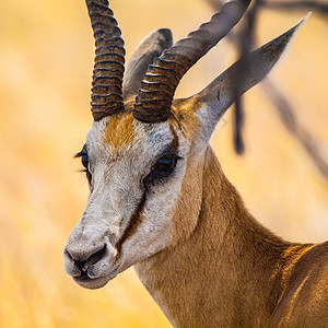 详细视图公园棕色黄色游戏哺乳动物食草耳朵动物野生动物羚羊图片