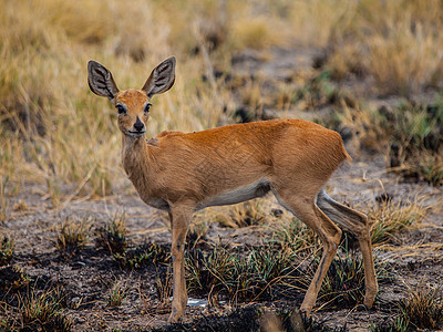 Kirk's dik-dik 电传图片