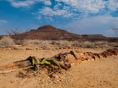 与Welwitschia工厂在石化森林的景观图片